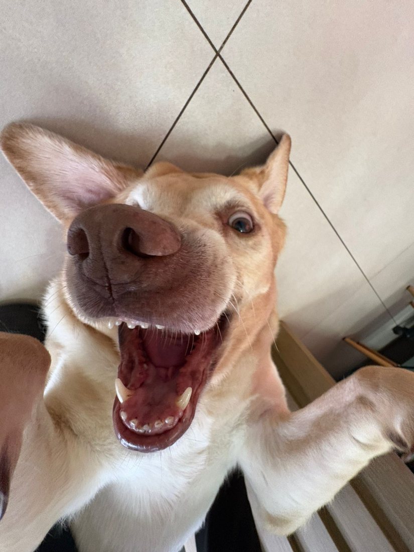 Pet sorrindo na creche