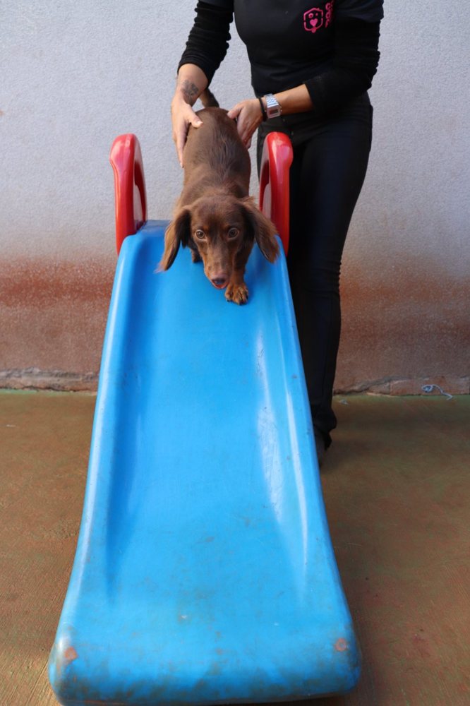 Dachshund no escorregador com uma tia
