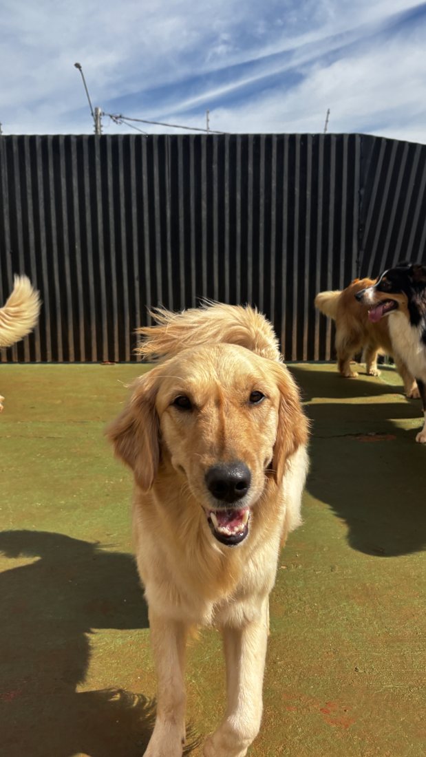 Golden correndo na creche