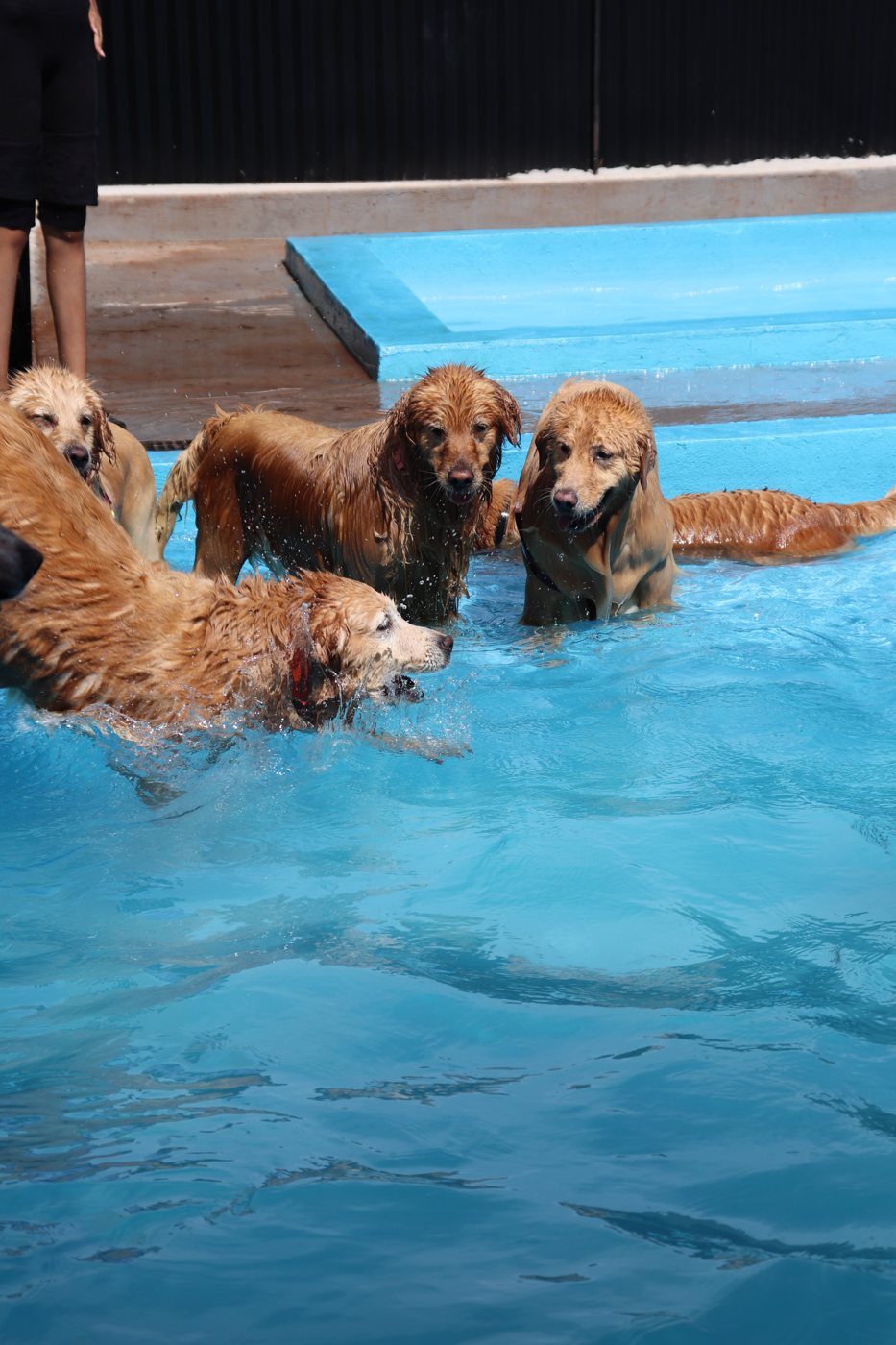 Turma nadando na piscina da Casa da Flor