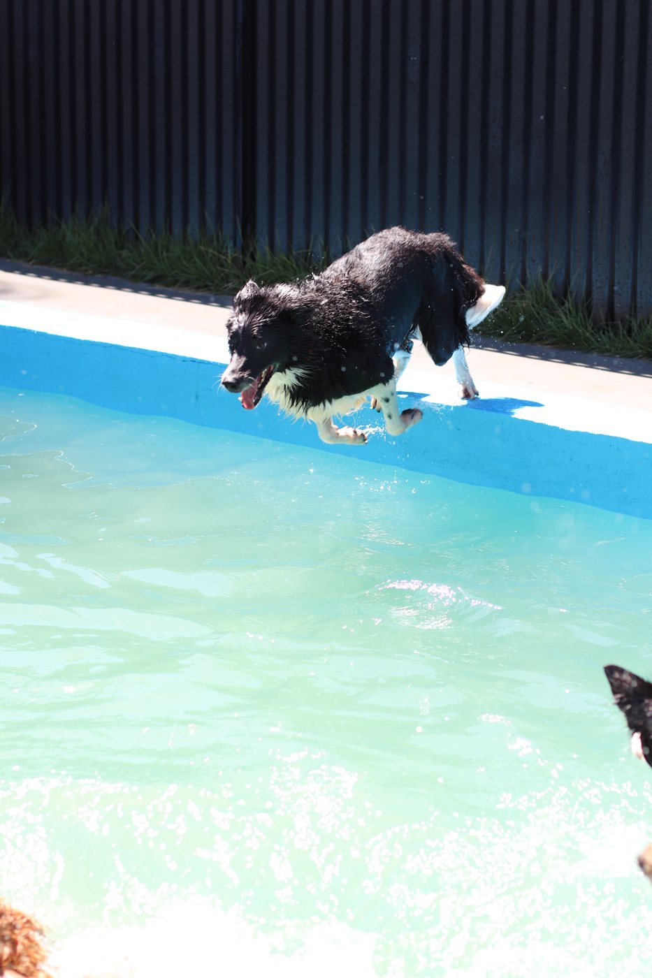 Pet pulando na piscina da creche