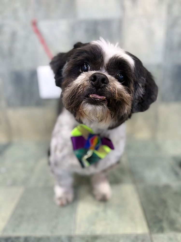 Shih tzu de gravata depois do banho